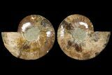 Cut & Polished Ammonite Fossil - Deep Crystal Pockets #94194-1